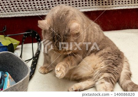 Ginger Tabby Cat Grooming Paw While Sitting Indoors Beside Basket and Accessories on Sofa Ginger Tabby Cat Grooming Paw While Sitting Indoors Beside Basket and Accessories on Sofa 140086820