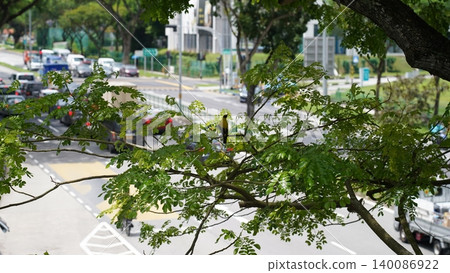 Bird in Acacia Tree Overlooking City Traffic Scene Bird in Acacia Tree Overlooking City Traffic Scene 140086922