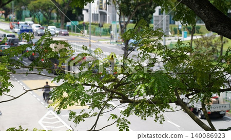 Bird in a Tree Urban Landscape Singapore Serene View 140086923
