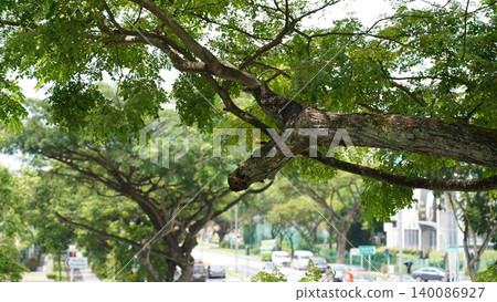 Mature Rain Tree Crown Golden Oriole Bird City Street Mature Rain Tree Crown Golden Oriole Bird City Street 140086927