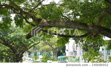 Lush Green Tree Canopy with Bird Perched on Branch Lush Green Tree Canopy with Bird Perched on Branch 140086932