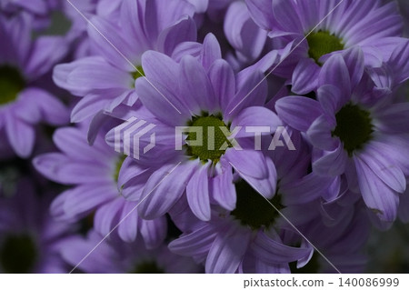 Purple Chrysanthemums Floral Display Beautiful Close Up Purple Chrysanthemums Floral Display Beautiful Close Up 140086999