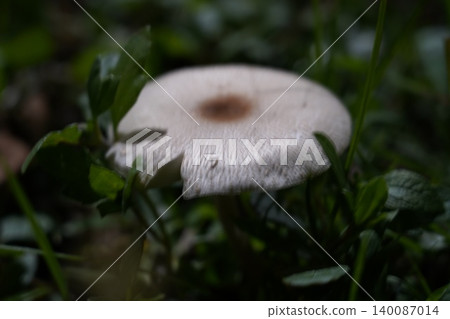 Mushroom in the Grass Macro Shot of a Toadstool 140087014