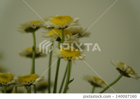 Charming Feverfew Flowers in Soft Light Still Life 140087160