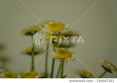Beautiful Daisies in Bloom Close Up View 140087161