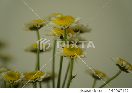 Feverfew Flowers Close Up White Petals Yellow Centers Feverfew Flowers Close Up White Petals Yellow Centers 140087162