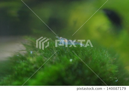 Ghost Shrimp on Greenery in Aquarium Setting Ghost Shrimp on Greenery in Aquarium Setting 140087179