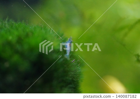 Blue Dream Shrimp on Green Moss Aquatic Ecosystem Blue Dream Shrimp on Green Moss Aquatic Ecosystem 140087182