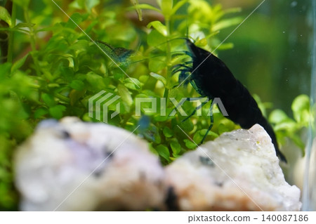 Aquarium Shrimps on Plants and Stone Still Life 140087186
