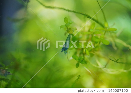 Close Up of a Freshwater Blue Dream Shrimp 140087190