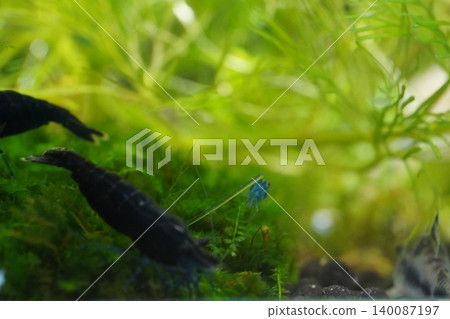 Aquarium Shrimp Underwater Scene Lush Greenery Aquarium Shrimp Underwater Scene Lush Greenery 140087197