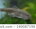 Pleco Fish in Aquarium Underwater Photography 140087198