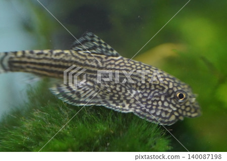 Pleco Fish in Aquarium Underwater Photography Pleco Fish in Aquarium Underwater Photography 140087198