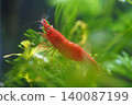Cherry Shrimp Underwater Macro Shot Fresh Water Tank 140087199