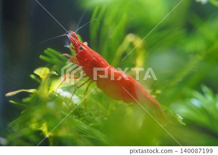 Cherry Shrimp Underwater Macro Shot Fresh Water Tank Cherry Shrimp Underwater Macro Shot Fresh Water Tank 140087199