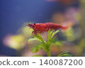 Red Cherry Shrimp Aquarium Underwater Close Up Shot 140087200