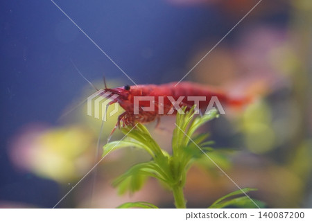 Red Cherry Shrimp Aquarium Underwater Close Up Shot Red Cherry Shrimp Aquarium Underwater Close Up Shot 140087200