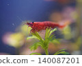 Red Cherry Shrimp in Aquarium Setting Close Up 140087201