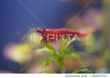 Red Cherry Shrimp in Aquarium Setting Close Up 140087201