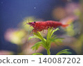 Red Cherry Shrimp Neocaridina davidi Aquarium Life 140087202
