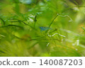 Aquatic Blue Shrimp Amidst Greenery Underwater Scene 140087203