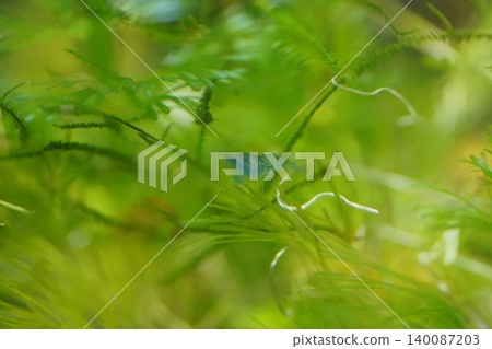 Aquatic Blue Shrimp Amidst Greenery Underwater Scene Aquatic Blue Shrimp Amidst Greenery Underwater Scene 140087203