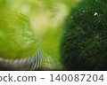Aquatic Plants and Zebrafish in Fresh Water Aquarium 140087204