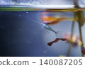 Close Up of a Freshwater Shrimp in Aquarium Setting 140087205