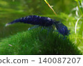 Blue Dream Shrimp Underwater Scene 140087207