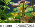 Aquatic Plants and Shrimp in Freshwater Aquarium 140087208