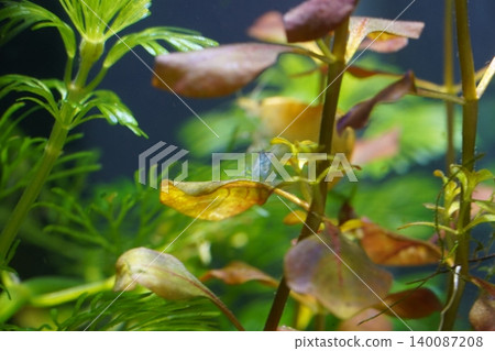Aquatic Plants and Shrimp in Freshwater Aquarium 140087208