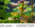 Aquatic Shrimp in Freshwater Aquarium with Green Plants 140087209