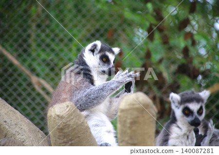 Daily life of a ring-tailed lemur Daily life of a ring-tailed lemur 140087281