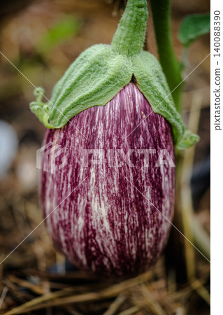 Close-up Eggplant plant 140088390