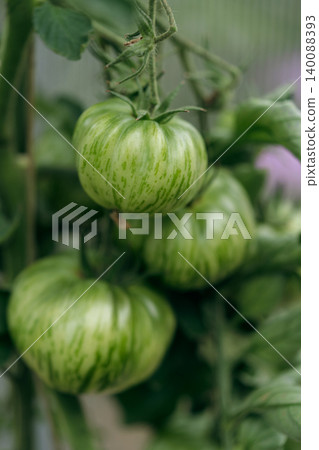 bunch of natural tomatoes bunch of natural tomatoes 140088393