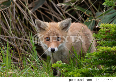 Fox cubs in Shiretoko Fox cubs in Shiretoko 140088678