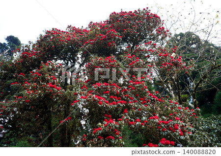 Blooming red Rhododendron tree in the Himalayas captured in Darjeeling 140088820