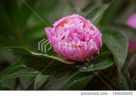A soft pink peony bush in the garden A soft pink peony bush in the garden 140088885