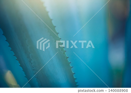Spike exotic flower closeup sunrise soft pastel green blue tones gorgeous dreamy macro nature breathtaking botanical beauty bloom serene tranquil morning light artistic ethereal delicate fragrant Spike exotic flower closeup sunrise soft pastel green blue tones gorgeous dreamy macro nature breathtaking botanical beauty bloom serene tranquil morning light artistic ethereal delicate fragrant 140088908