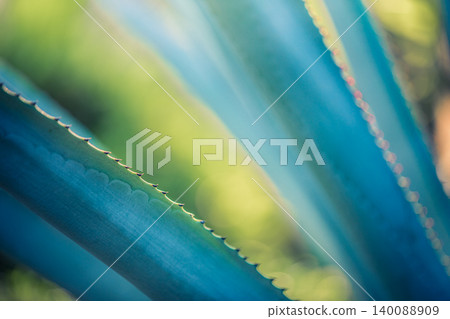Gorgeous spike exotic flower macro closeup sunrise soft pastel green blue tones dreamy serene nature botanical beauty bloom tranquil morning light delicate fragrant artistic cool toned spiritual Gorgeous spike exotic flower macro closeup sunrise soft pastel green blue tones dreamy serene nature botanical beauty bloom tranquil morning light delicate fragrant artistic cool toned spiritual 140088909