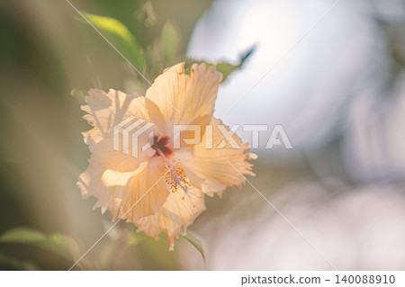 Yellow hibiscus tropical park floral pattern summer flowers sunset blur gorgeous macro nature closeup breathtaking exotic botanical beauty bloom dreamy serene warm golden glow delicate fragrant 140088910