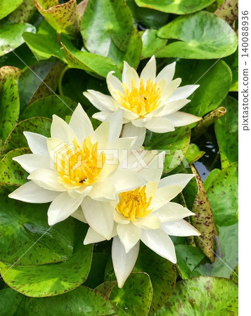 Yellow water lilies 140088936