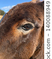 Extreme close up of a cute cypriot donkey eye and brown fur. Animal communication concept in Cyprus family travel excursion tour 140088949