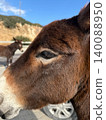 Profile close up view of a friendly donkey. Feeding wild animals during family travel road trip excursion in Cyprus details 140088950