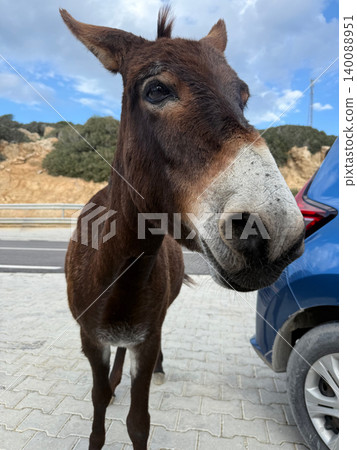 Donkey standing next to tourist car on roadside waiting for treats. Family holiday travel and wildlife safari adventure in Cyprus 140088951