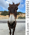 Funny portrait of a donkey head looking into camera on roadside. Tourist attraction and animal feeding tour concept in Cyprus 140088952