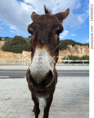 Funny portrait of a donkey head looking into camera on roadside. Tourist attraction and animal feeding tour concept in Cyprus 140088952