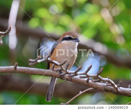 Birds Standing in Branches Birds Standing in Branches 140089019