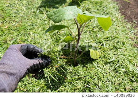 Mulching topsoil on teggplant vegetable bed with mowed grass for biohumus production. Prevents soil erosion Mulching topsoil on teggplant vegetable bed with mowed grass for biohumus production. Prevents soil erosion 140089026