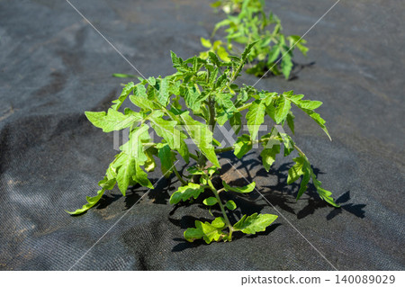 Black agrotank with tomato seedlings: sustainable soil mulching and weed control Black agrotank with tomato seedlings: sustainable soil mulching and weed control 140089029